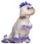 Shih Tzu with purple mohawk, 2 years old