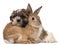 Shih-Tzu and rabbit