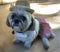 Shih Tzu ready to party in dress and hat