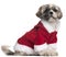 Shih Tzu in Santa outfit, 7 months old, sitting