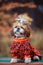 Shih tzu is sitting on a bench. Dog walking in the park in autumn.