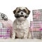 Shih Tzu sitting with Christmas gifts