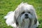 Shih tzu sitting on grass