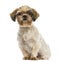 Shih tzu sitting, looking at the camera, isolated