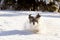 Shih-tzu in the snow