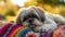 A Shih Tzu soaking up the sun while lounging on a colorful picnic blanket