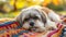 A Shih Tzu soaking up the sun while lounging on a colorful picnic blanket