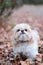 Shih Tzu standing in colorful autumn leaves.