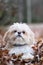 Shih Tzu standing in colorful autumn leaves.