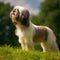 Shih Tzu standing on the green meadow in summer. Shih Tzu dog standing on the grass with a summer landscape in the background. AI