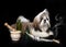 Shih tzu in studio