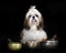 Shih tzu in studio