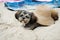 Shih Tzu sunbathing on a beach