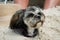 Shih Tzu sunbathing on a beach