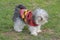 Shih Tzu with sweater.