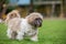 Shih Tzu walking