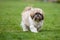 Shih Tzu walking on lawn