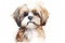 Shih tzu watercolor portrait painting illustrated dog puppy 1