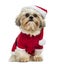 Shih Tzu wearing a christmas disguise, sitting