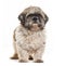 Shih Tzu wearing a dog collar, Isolated on white