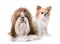 Shihtzu and chihuahua