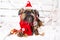 Shihtzu dog wearing Santa Claus hat. Year of the dog concept