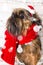 Shihtzu dog wearing Santa Claus hat. Year of the dog concept