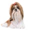 Shihtzu in studio