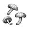 Shiitake. Adaptogenic mushroom hand drawn illustrations set. Medicinal plants sketches. Perfect for cooking, traditional medicine