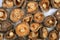 Shiitake dired mushroom vegetarian food