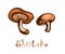Shiitake Edible Mushroom