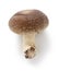 Shiitake, japanese mushroom