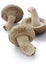 Shiitake, japanese mushrooms