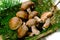 Shiitake mushroom