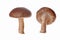 Shiitake Mushroom