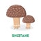 Shiitake mushroom. Fresh natural fungus. Organic vegetarian