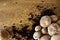 shiitake mushroom Lentinula Edodes on a wooden table