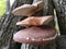 Shiitake mushroom oak