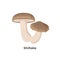 Shiitake mushrooms isolated on white background, vector illustration in flat design.