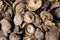 Shiitake mushrooms or lentinus edodes  foods that are healthy,  cultivated in Japan and China