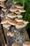 Shiitake mushrooms on log