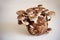 Shiitake Mushrooms on mycelium block. Traditional asian mushroom.