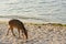 Shika deer, Miyajima, Japan