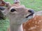 Shika Deer In Nara Deer Park In Spring, Young Spots Still Present