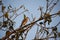 Shikar falcon perched in a tree in India