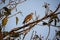 Shikar falcon perched in a tree in India