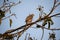 Shikar falcon perched in a tree in India