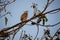 Shikar falcon perched in a tree in India