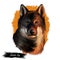 Shikoku dog originated from Japan, Japanese dog digital art. Hand drawn animalistic watercolor portrait, closeup of pet