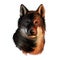Shikoku dog originated from Japan, Japanese dog digital art. Hand drawn animalistic watercolor portrait, closeup of pet muzzle